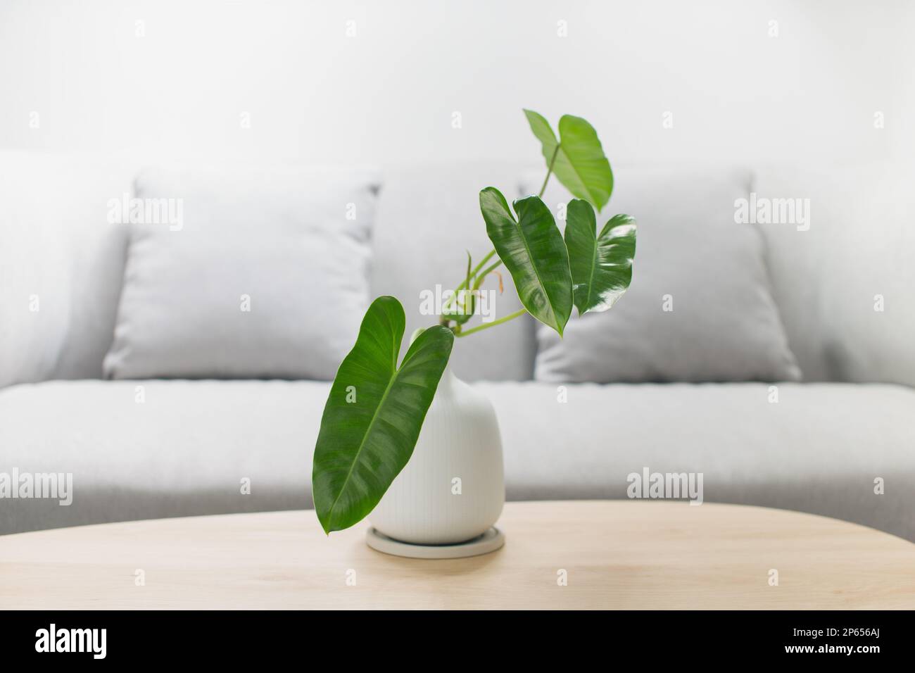 Philodendron burle marx in einer weißen Vase auf einem Holztisch. Stockfoto
