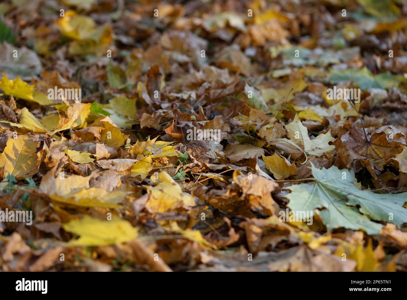 Aus nächster Nähe, goldene Herbstblätter, die von den Bäumen in der Sonne gefallen sind, Hintergrundbeleuchtung (Contre-jour). Stockfoto