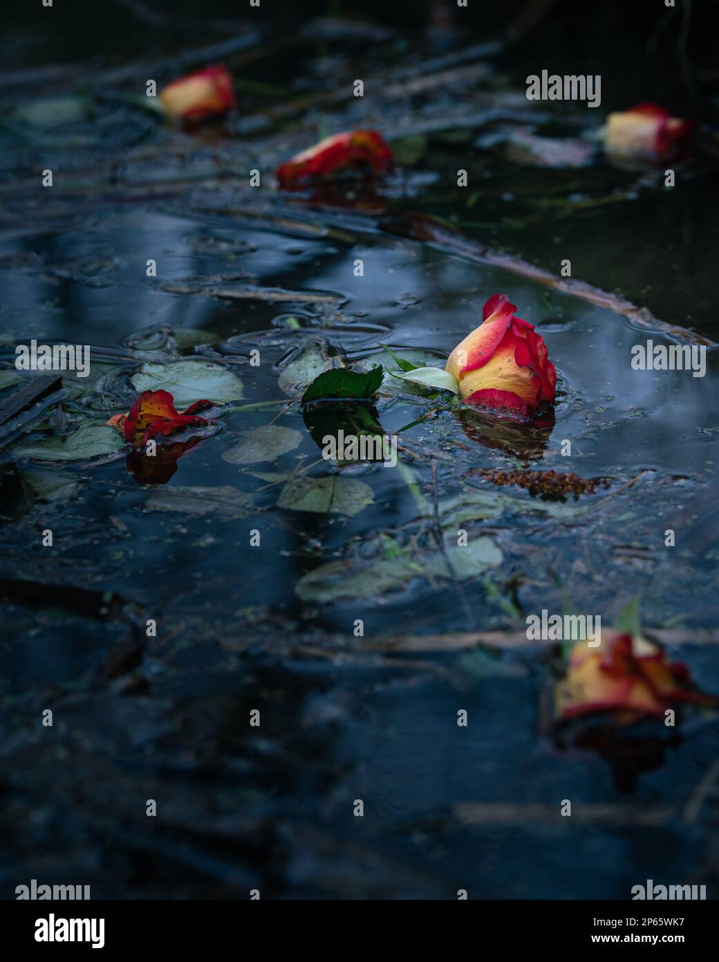 Gelbe und rote Rosen, die auf dem Wasser schweben. Dunkles, launisches Foto. Krimbuch-Deckungspotenzial. Stockfoto