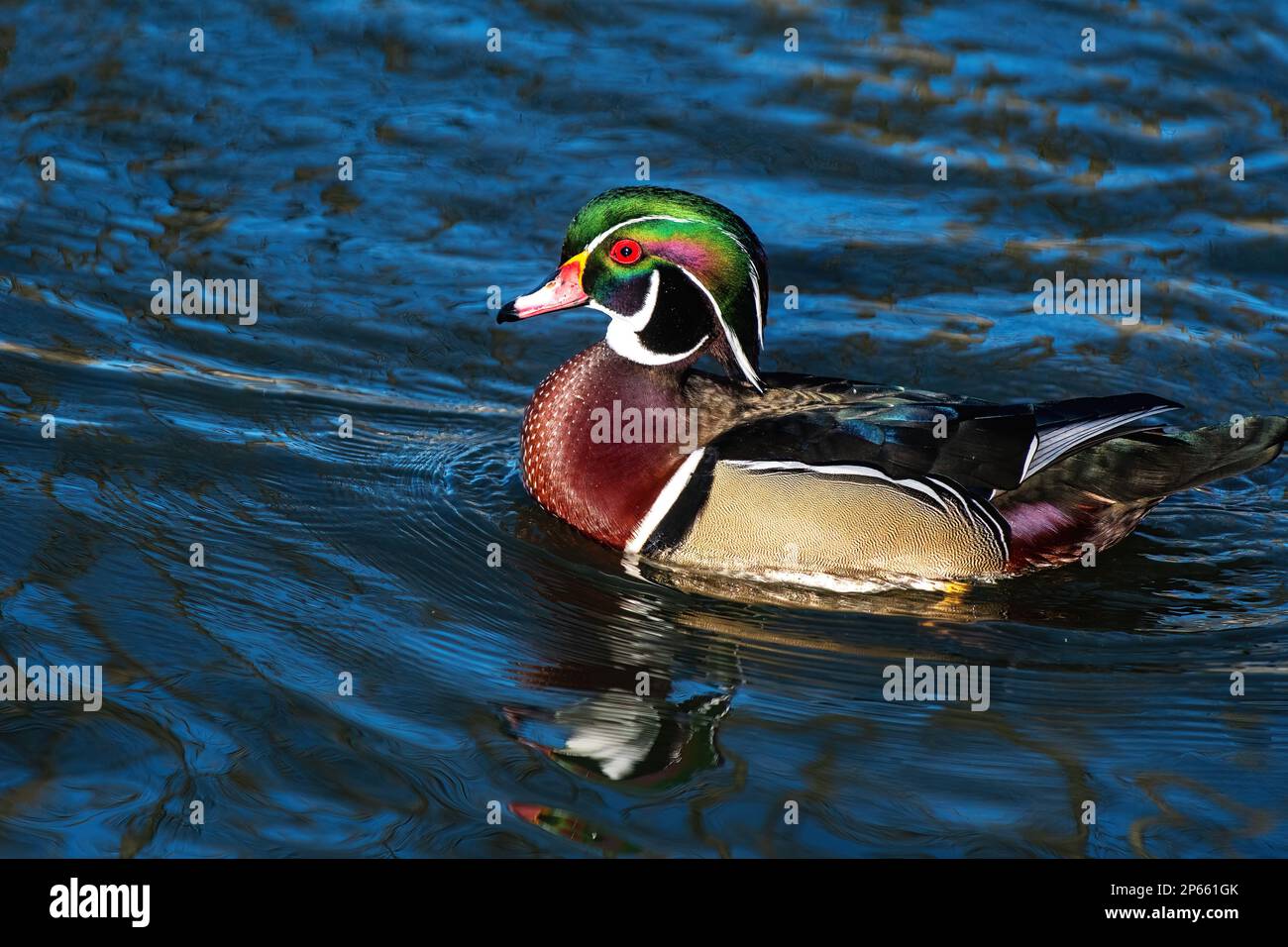 Drake Holzente auf dem Teich Stockfoto