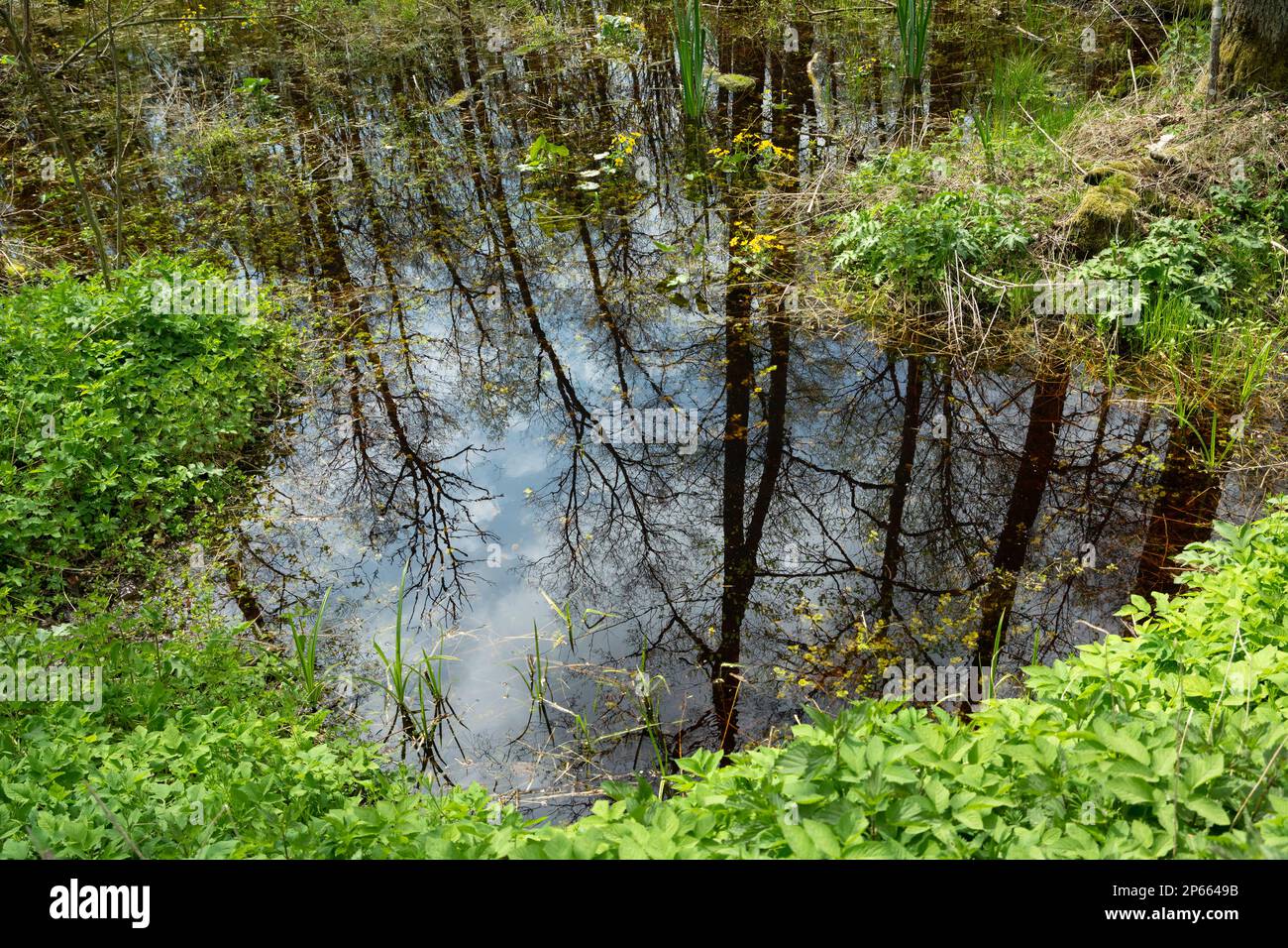 Reflexion von Bäumen im Wasser im Wald, Blick auf den Frühling Stockfoto