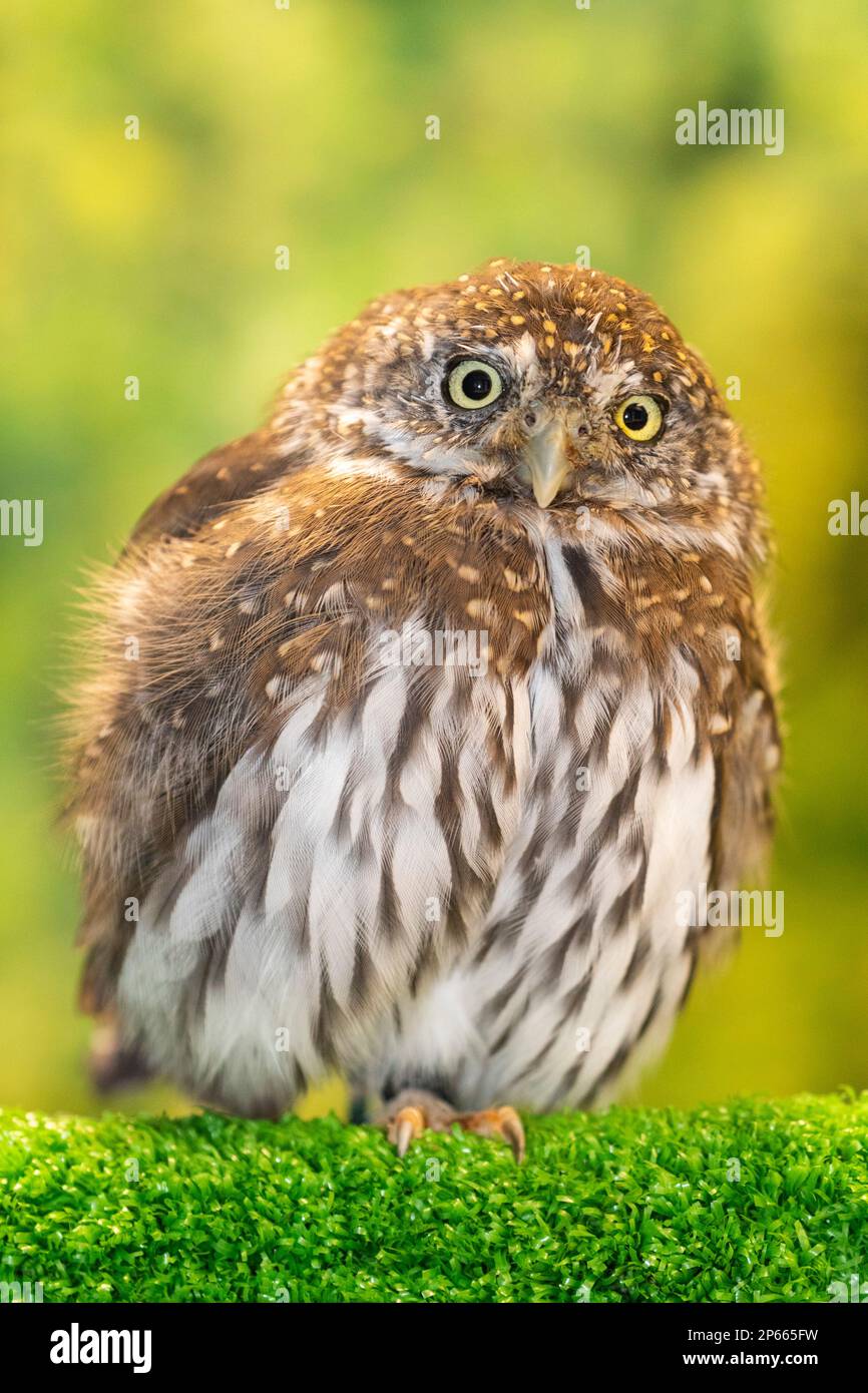 Erwachsene Gefangene nördliche Zwergeneule (Glaucidium californicum), Alaska Raptor Center in Sitka, Südost-Alaska, Vereinigte Staaten von Amerika, Nordamerika Stockfoto