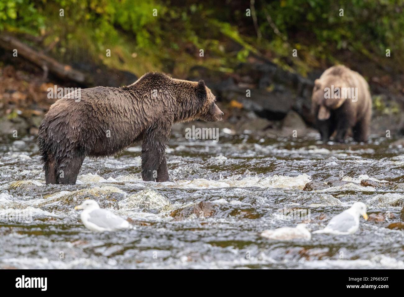 Ausgewachsene Braunbären (Ursus arctos) auf der Suche nach rosa Lachs im Hafen von Pavlov auf Chichagof Island, Alaska, Vereinigte Staaten von Amerika, Nordamerika Stockfoto