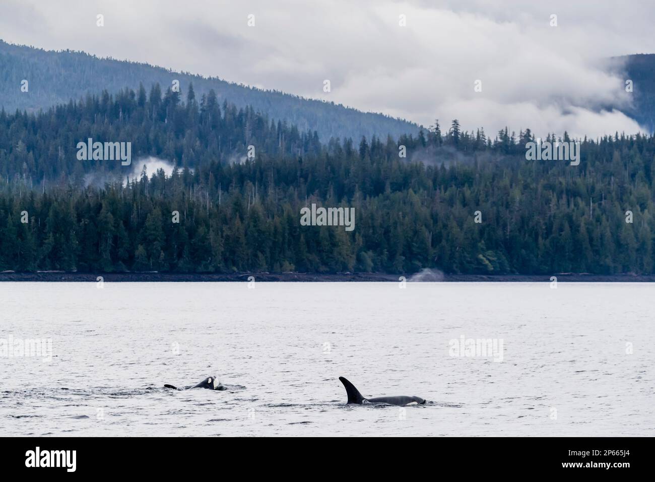 Killerwale (Orcinus orca), die in Behm Canal, Südost-Alaska, Vereinigte Staaten von Amerika, Nordamerika auftauchen Stockfoto