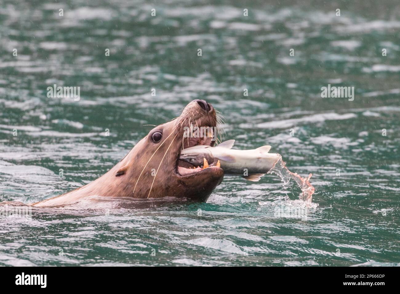 Ausgewachsener männlicher Steller Seelöwe (Eumetopias jubatus), der auf den Inian-Inseln im Südosten Alaskas, Vereinigte Staaten von Amerika, Nordamerika einen Lachs zerstückelt Stockfoto