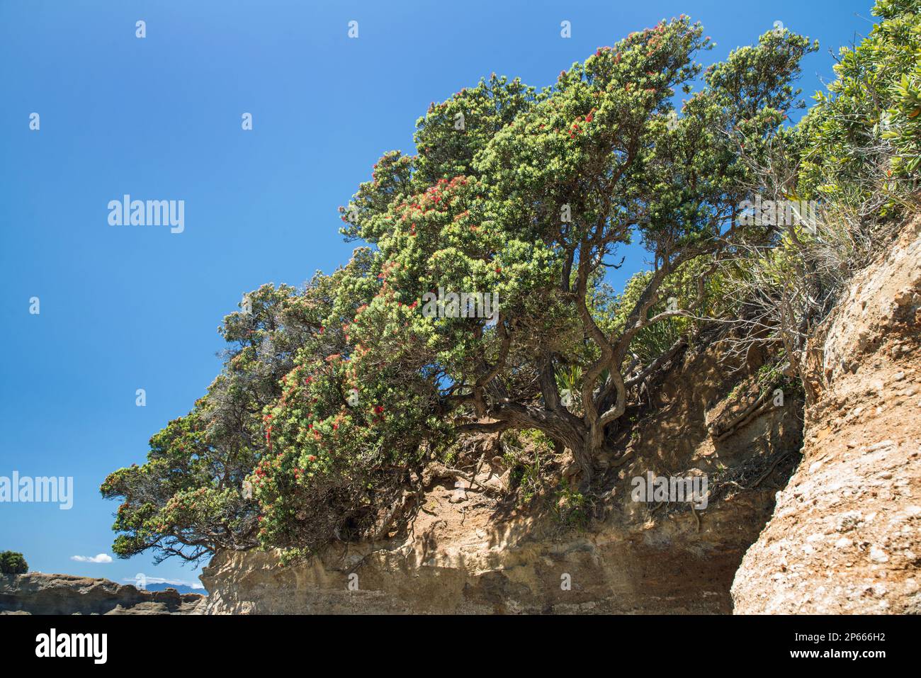 Pohutukawa Tree (Metrosideros excelsa), auch als neuseeländischer Weihnachtsbaum bezeichnet; Klammerung an felsigen Klippen in Anchor Bay, Tawharanui Regi Stockfoto