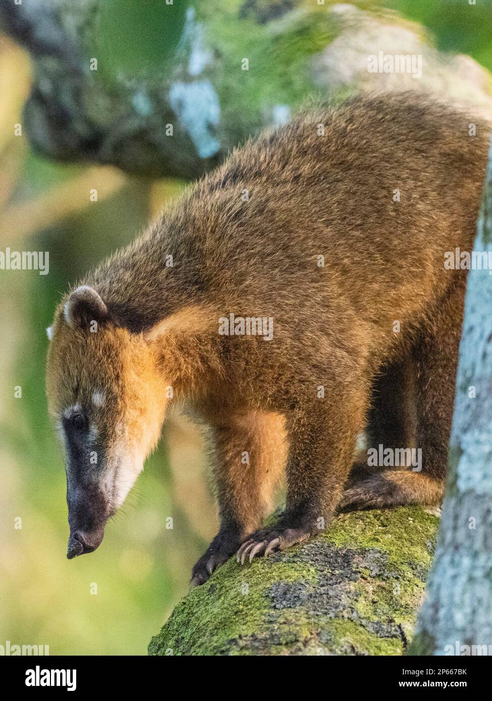 Ausgewachsener südamerikanischer Coati (Nasua nasua), Klettern auf einen Baum bei Iguazu Falls, Misiones Province, Argentinien, Südamerika Stockfoto