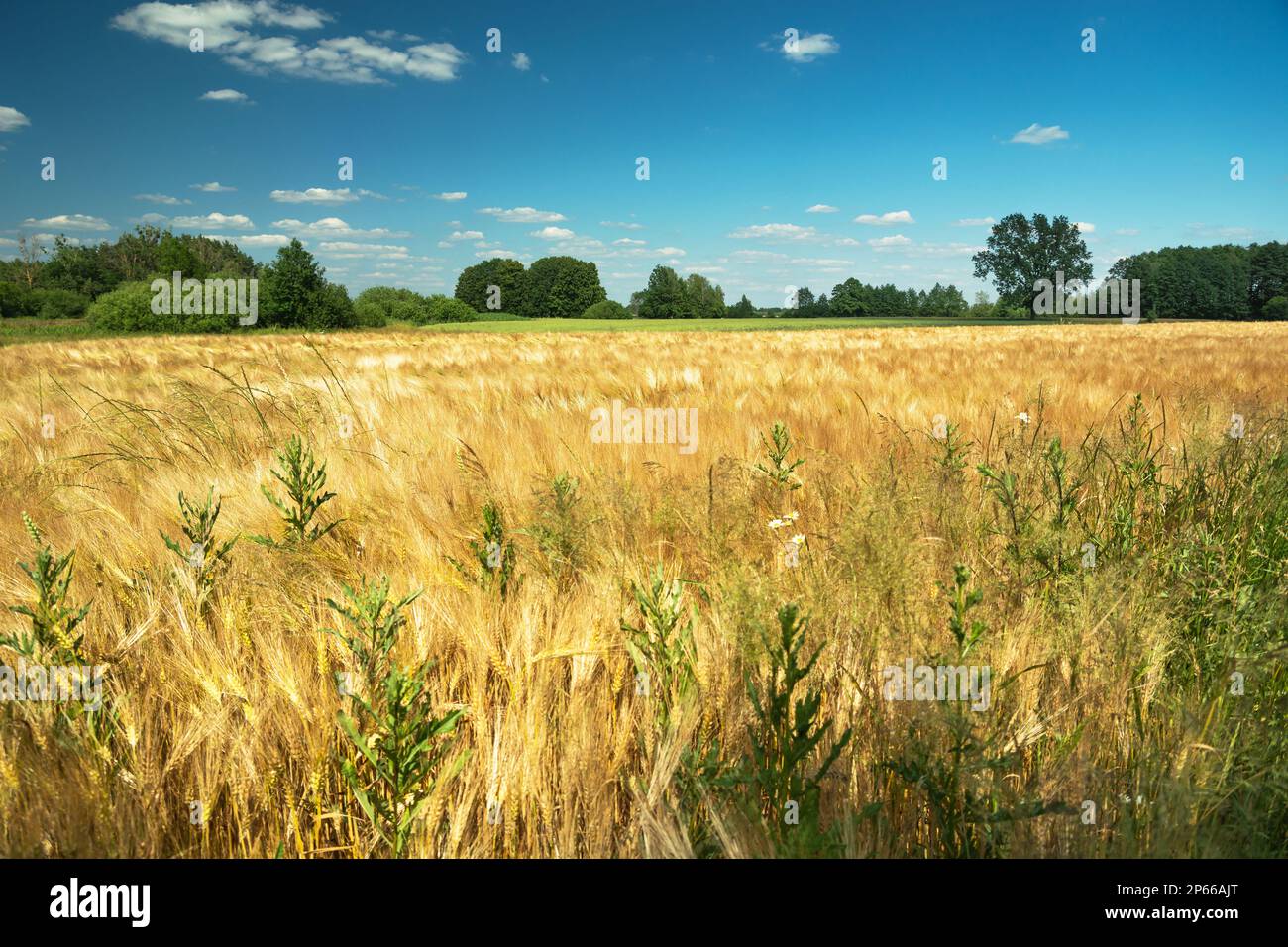 Unkraut in goldenem Gerstenkorn, landwirtschaftlicher Sommerblick, Nowiny, Polen Stockfoto