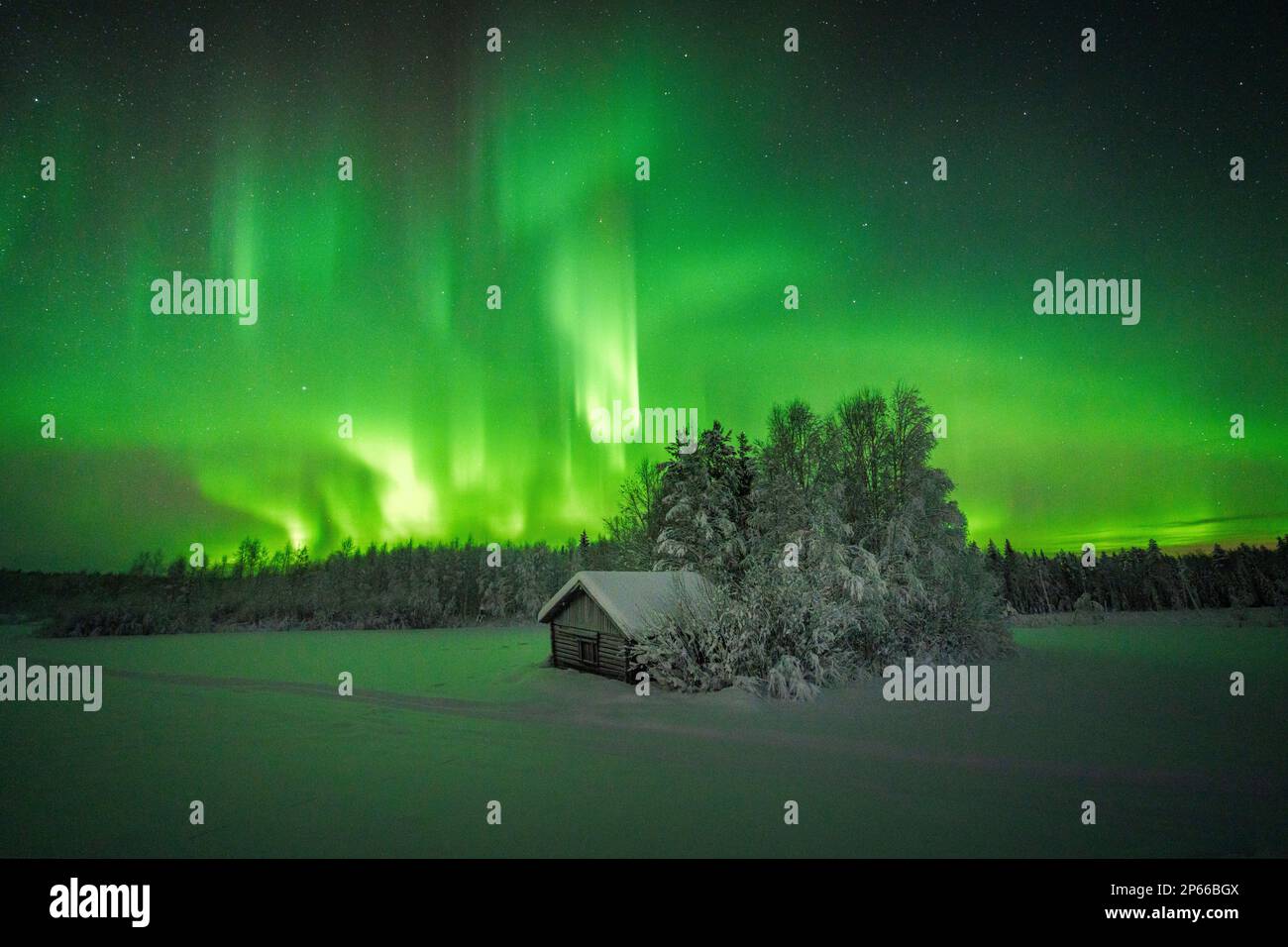 Gefrorene Berghütte im arktischen verschneiten Wald, beleuchtet von grünen Lichtern der Aurora Borealis (Nordlichter), Tornio, Lulea, Lappland, Schweden, Skandinavien Stockfoto
