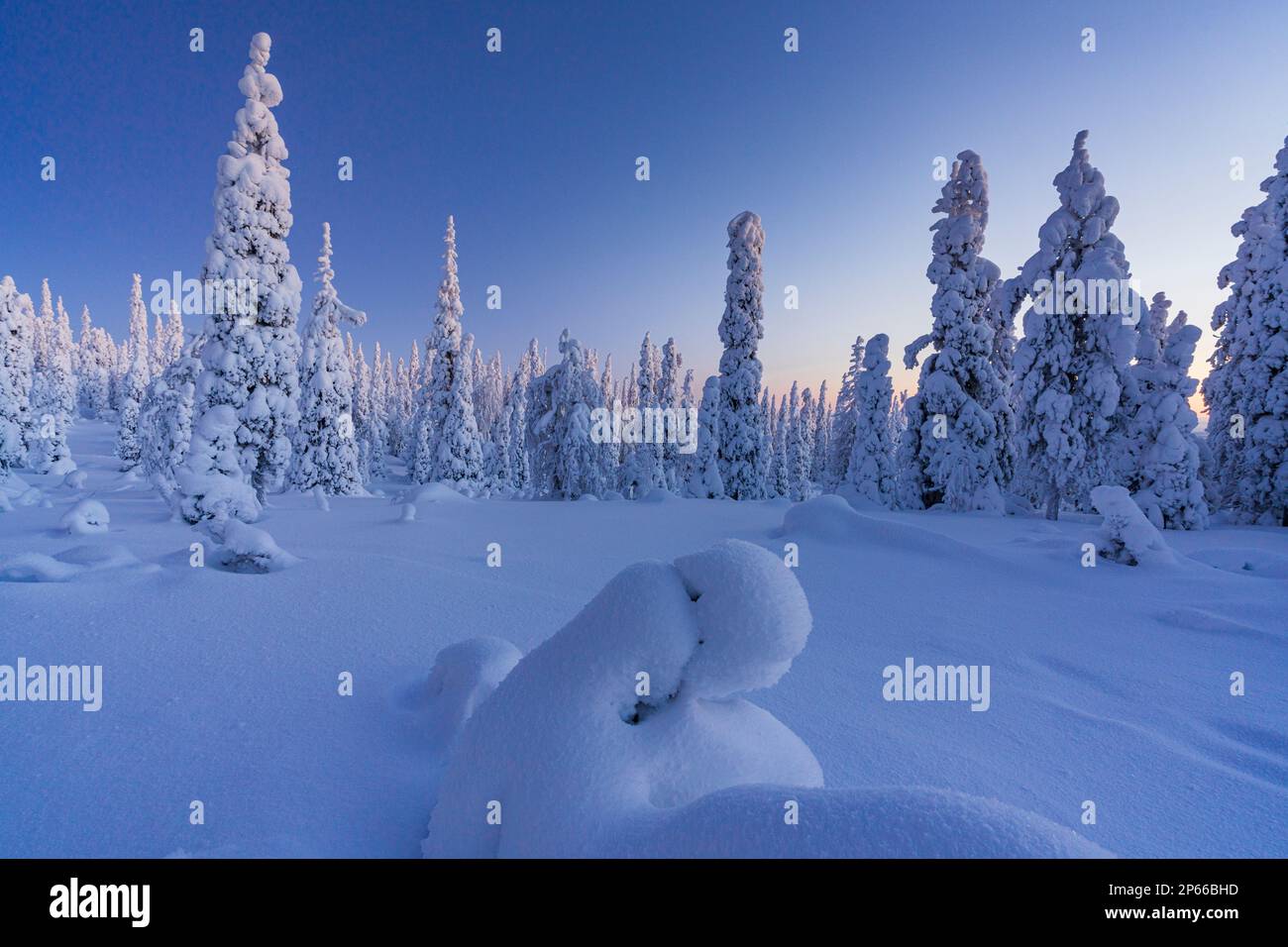 Gefrorene Fichtenbäume, die während der Blue Hour mit Schnee bedeckt waren, Riisitunturi-Nationalpark, Posio, Lappland, Finnland, Europa Stockfoto