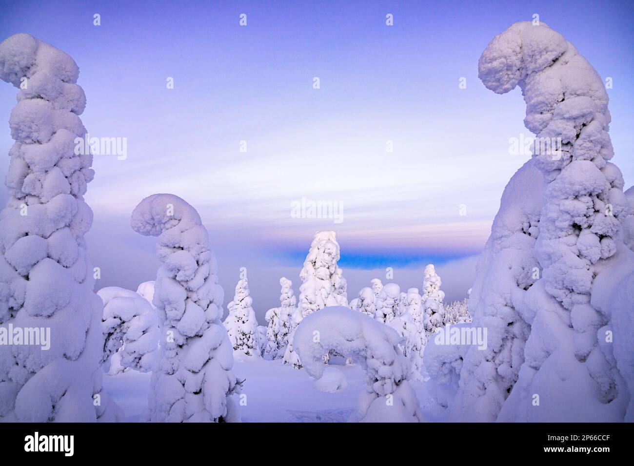 Gefrorene Bäume umhüllt von Schnee, Oulanka-Nationalpark, Ruka Kuusamo, Lappland, Finnland, Europa Stockfoto