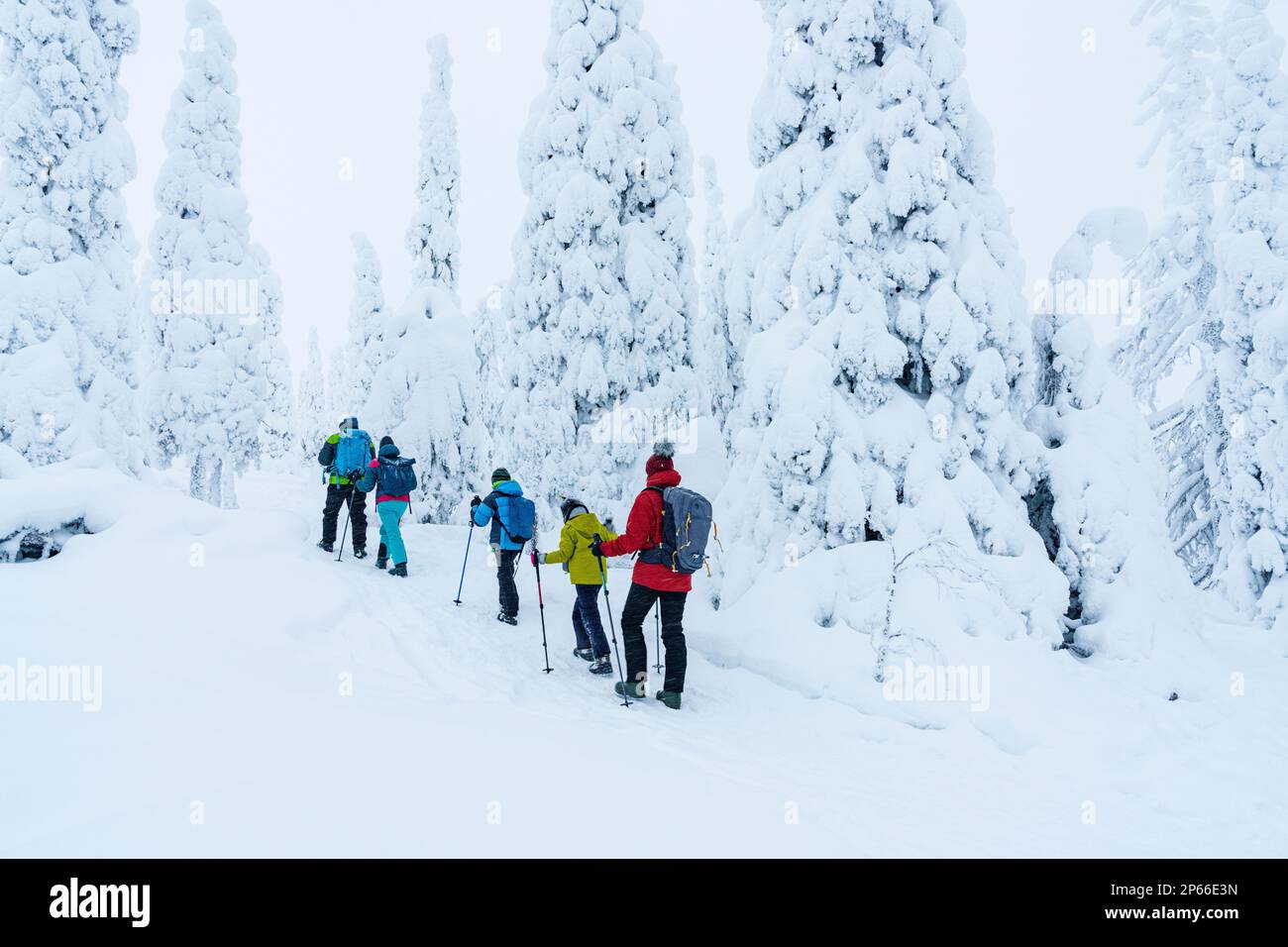 Familienspaziergänge in einem gefrorenen, verschneiten Wald auf einem Winterpfad, Riisitunturi-Nationalpark, Posio, Lappland, Finnland, Europa Stockfoto