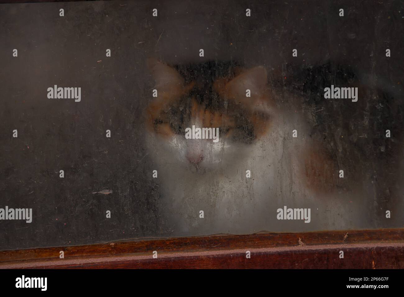 Nacozari de Garcia, Sonora Mexiko (Foto: Luis Gutierrez / NortePhoto.com) Hauskatze hinter einer Glastür auf der Treppe eines Hauses in Nacozari de Garcia, Sonora Mexiko eingeschlossen. Katzen in schmutzigen Glasfenstern. (Foto: Luis Gutierrez / NortePhoto.com) Gato domestico encerrado tras una puerta de cirstal en las Escalares de un domicilio en Nacozari de Garcia, Sonora Mexiko. Gatos en ventana de cristal sucio. (Foto: Luis Gutierrez / NortePhoto.com) Stockfoto