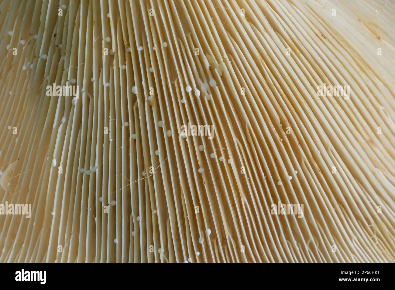 Selektiver Fokus, Nahaufnahme abstrakter Kappen von Champignon-Pilzen-Bodenansicht. Nahrungsmittelhintergrund, Makrofotografie eines Pilzes. Stockfoto