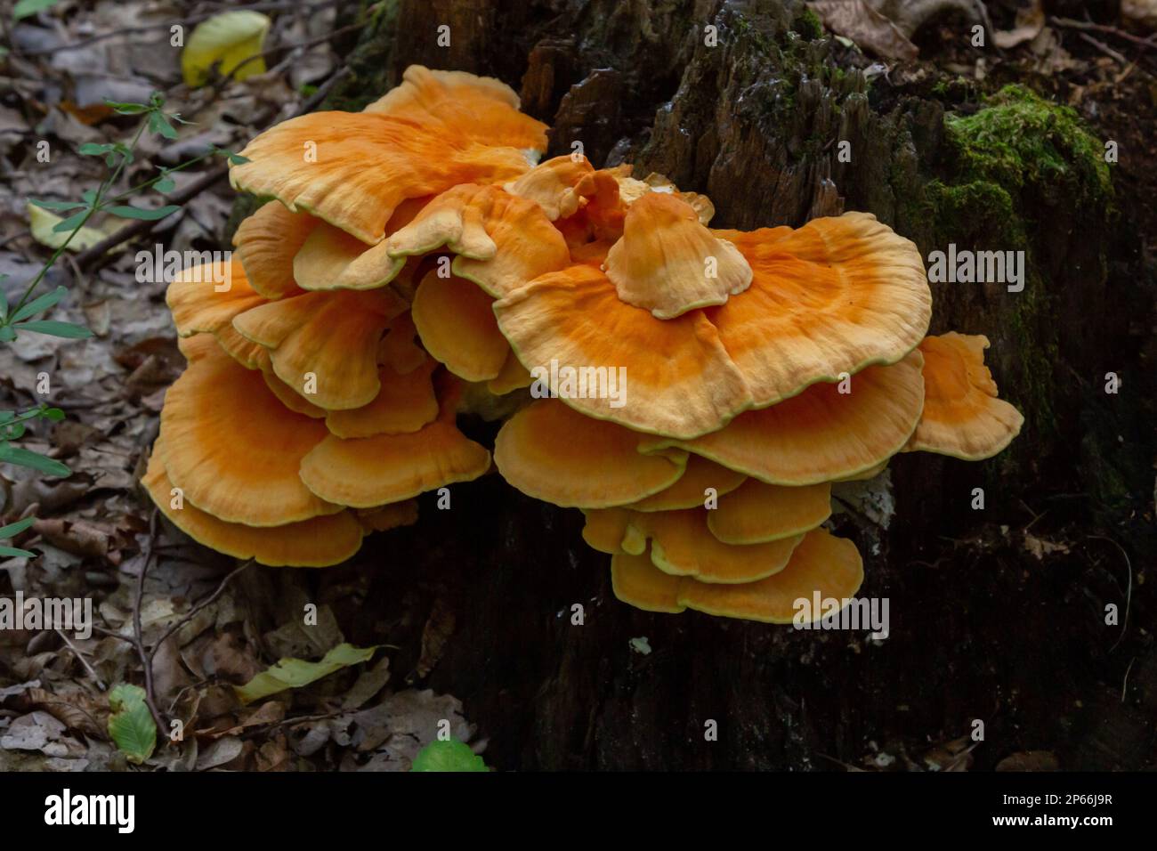 Makrofotografie Nahaufnahme des Pilzes der orangefarbenen Klammer, auch bekannt als Krabbe der Wälder oder Huhn der Wälder Laetiporus Sulphureus, der auf Bäumen wächst. Stockfoto