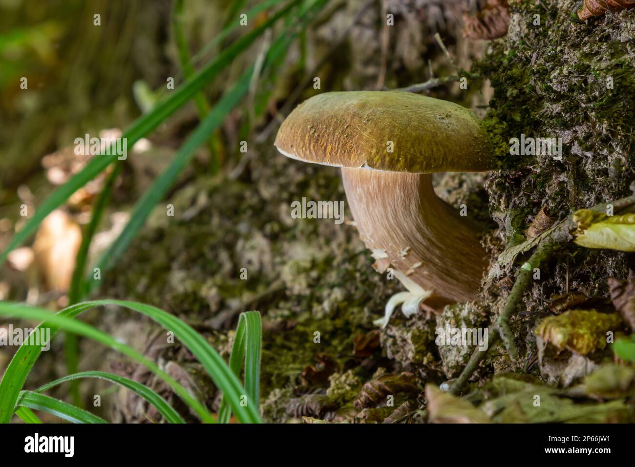 Schöne Boletus edulis Pilz Banner in erstaunlichen grünen Moos. Alte magische Wald Pilze Hintergrund. Weißer Pilz an sonnigen Tagen. Stockfoto