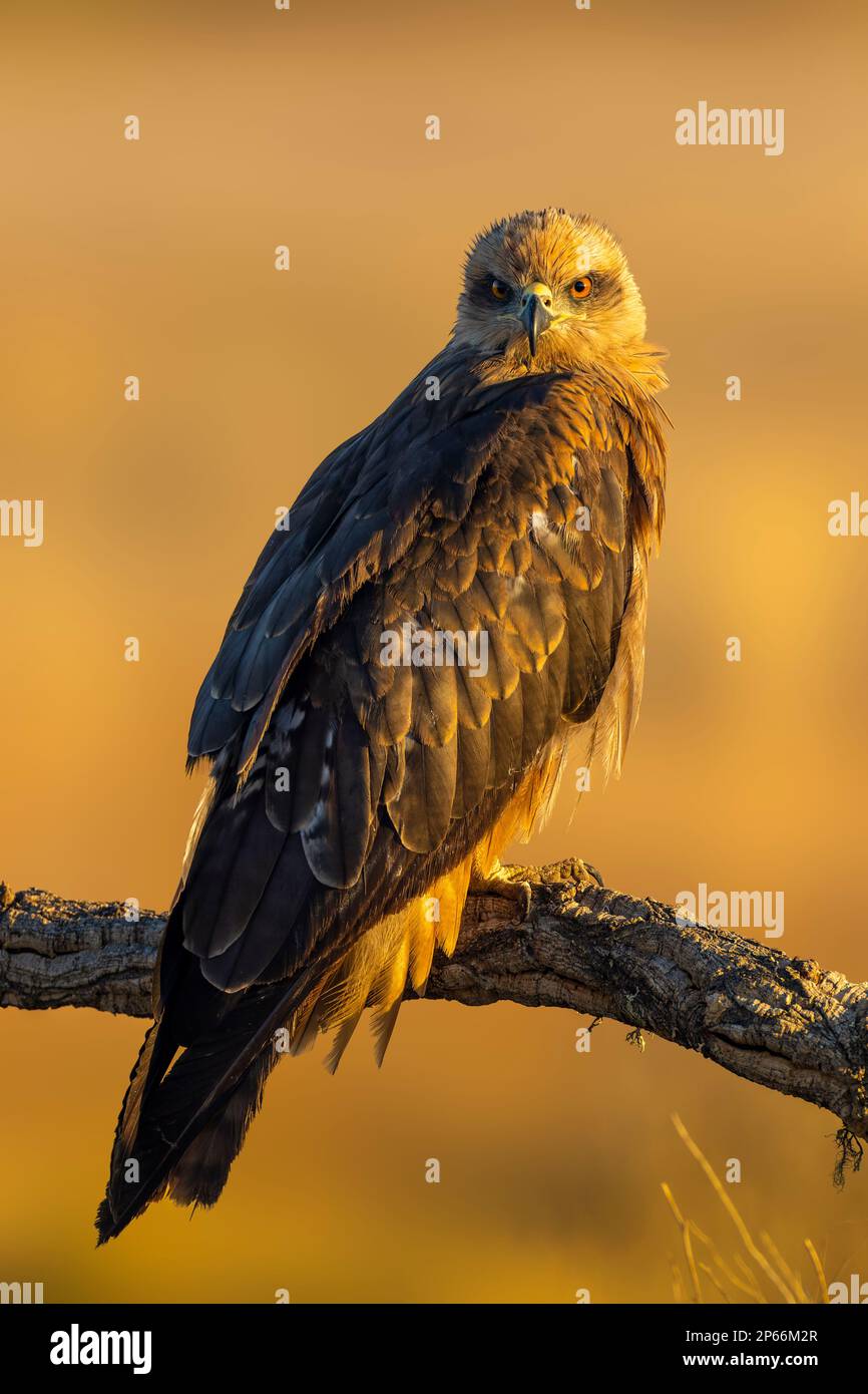 Schwarzer Drachen (Milvus migrans) bei Sonnenaufgang in Toledo, Castilla-La Mancha, Spanien, Europa Stockfoto