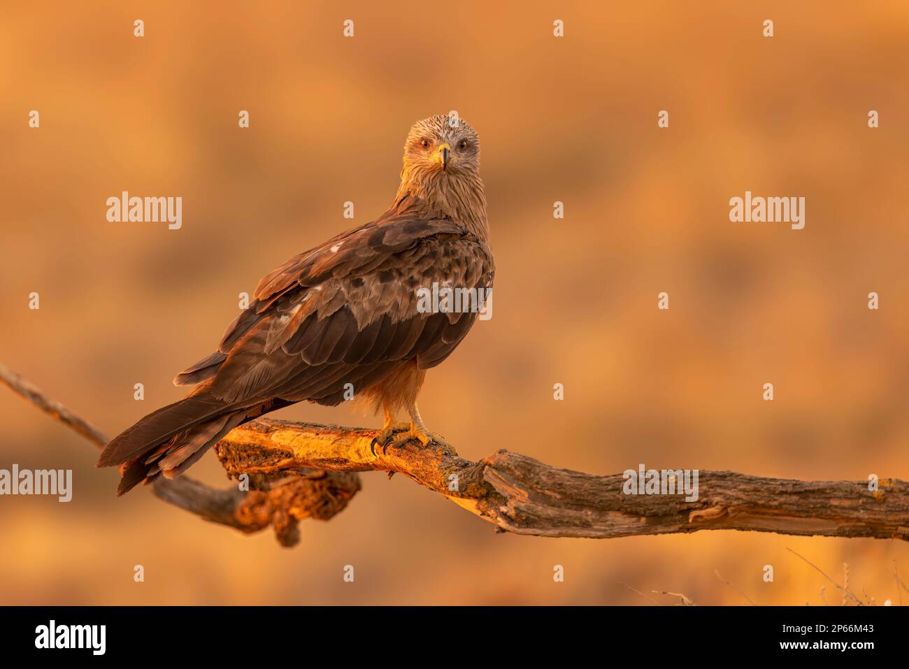 Schwarzer Drachen (Milvus migrans) bei Sonnenaufgang in Toledo, Kastilien-La Mancha, Spanien, Europa Stockfoto