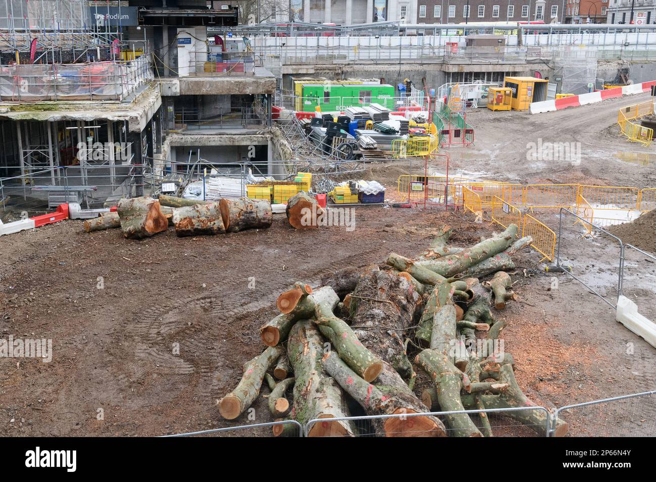 London, Großbritannien. 07. März 2023. Reife Londoner Ebenenbäume (Platanus x hispanica), die kürzlich im Rahmen der Eisenbahnentwicklung von HS2 am Bahnhof Euston, A, gefällt wurden Stockfoto