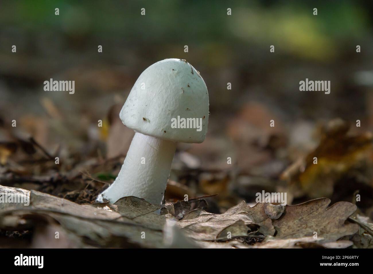 Weißer, tödlicher, giftiger Pilz Amanita virosa, auch bekannt als Zerstörungsengel. Junge eiförmige Fruchtkörper mit konischen Kappen und Schleier um den Stiel. M Stockfoto
