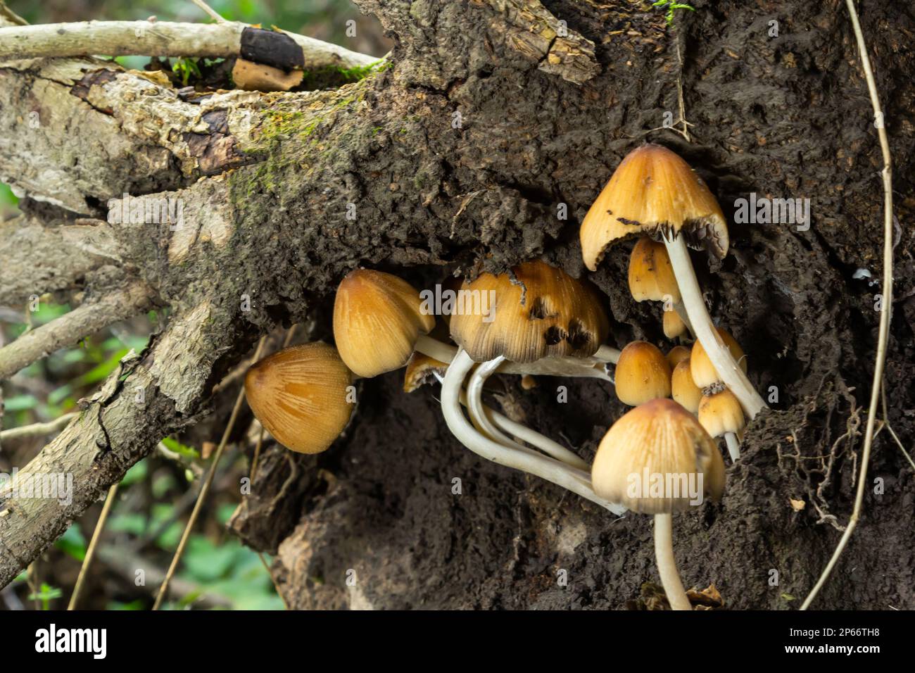 Coprinellus micaceus. Pilzgruppe auf Wäldern in der Natur. Stockfoto