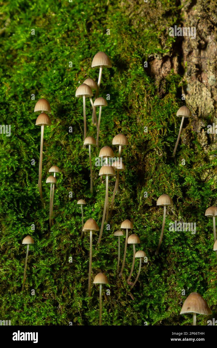 Pilze Mycena galopus wächst auf grünem Moos im Wald. Stockfoto