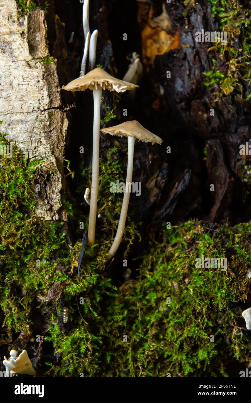 Magische Pilze, die auf Moos wachsen. Wahrscheinlich Mycena galericulata. Stockfoto
