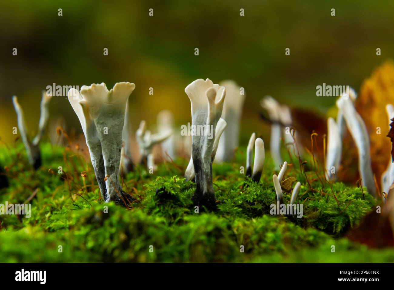 Erstaunliche Pilze sehen aus wie Äste mit Tau - Xylaria hypoxylon. Stockfoto