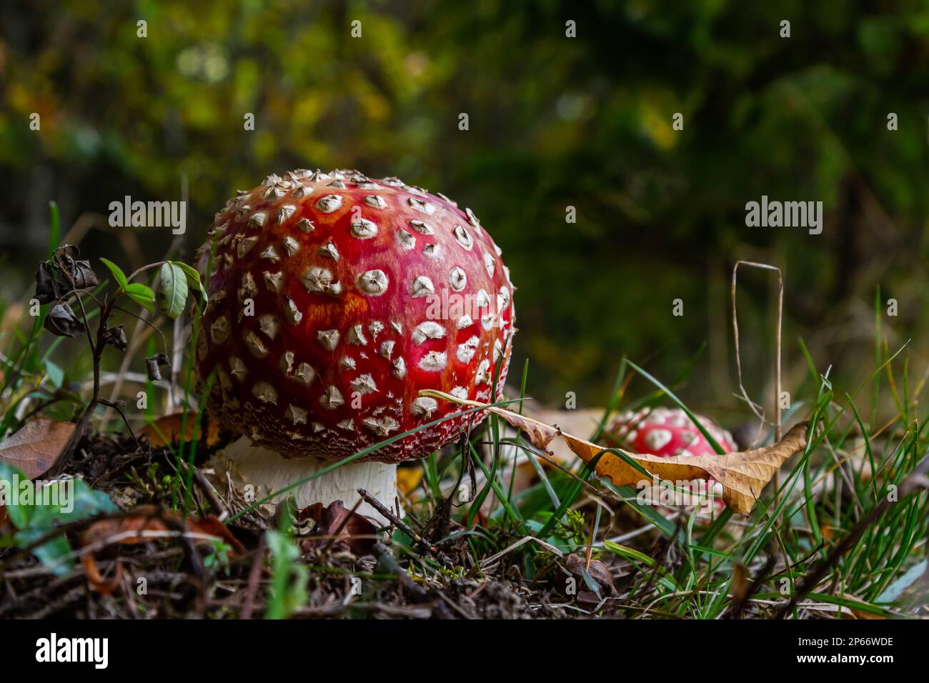 Amanita Muscaria, giftige Pilz. Bild ist im natürlichen Wald Hintergrund berücksichtigt. Stockfoto