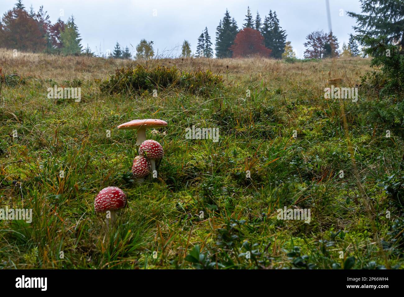 Amanita Muscaria, giftige Pilz. Bild ist im natürlichen Wald Hintergrund berücksichtigt. Stockfoto