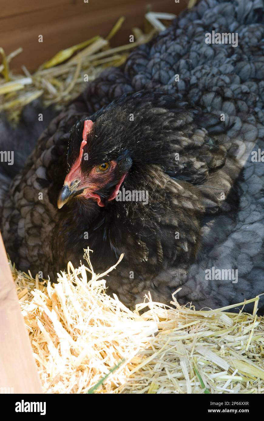 Die Broody cochin Henne sitzt auf ihren Eiern Stockfoto