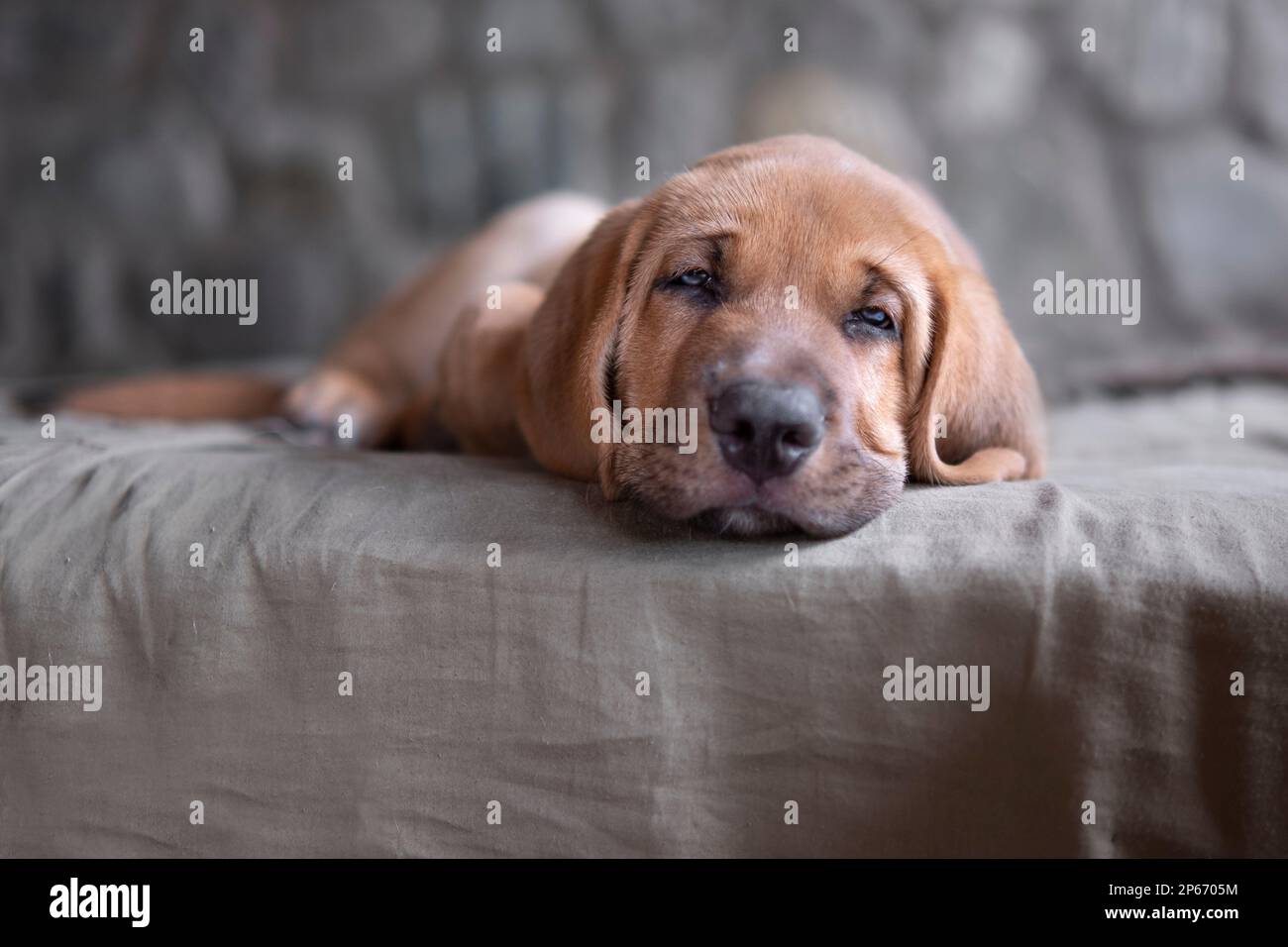 Der schläfrige Broholmer-Hund züchtet das Hündchen, das auf einer Decke liegt und in die Kamera schaut, Italien, Europa Stockfoto