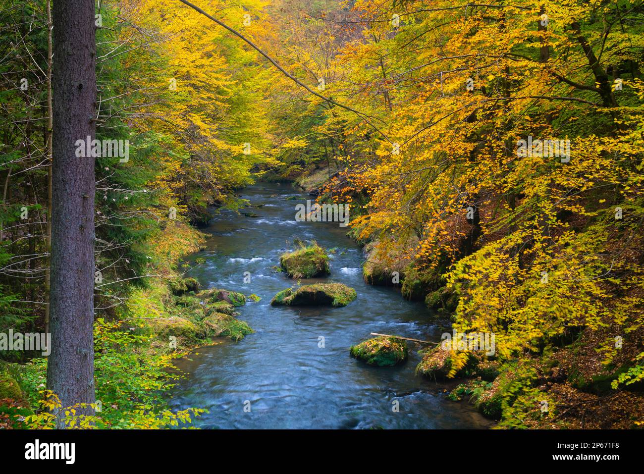 Kamenice River im Herbst, Nationalpark Böhmische Schweiz, Hrensko, Decin District, Usti nad Labem Region, Tschechische Republik (Tschechien), Europa Stockfoto