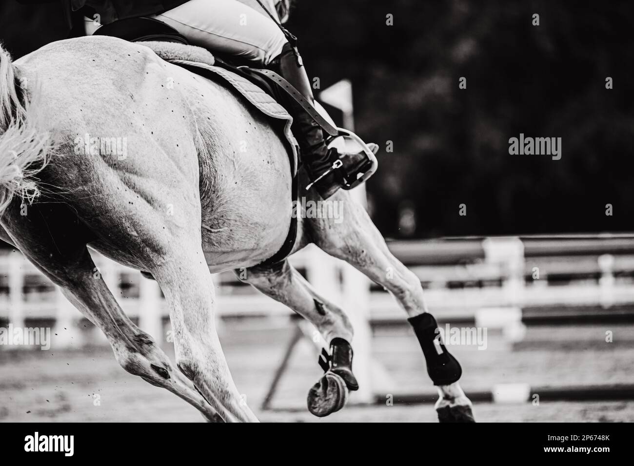 Ein Schwarz-Weiß-Bild eines wunderschönen starken Rennpferdes mit einem Reiter im Sattel, der zur Barriere galoppiert und mit seinen Hufen Staub aufwirbelt. Äqu Stockfoto