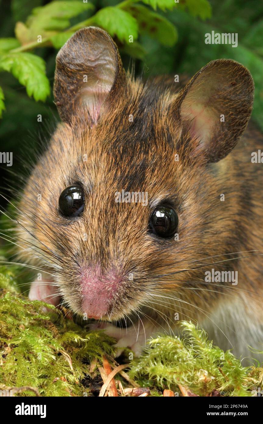 Wood Mouse (Apodemus sylvaticus) Captive Animal in Studio Setting, Berwickshire, Schottland, Februar 2006 Stockfoto