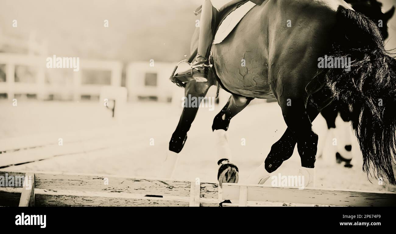 Ein Schwarzweißbild eines Pferdes mit einem Reiter im Sattel, galoppierend bei einem Dressurwettbewerb. Reitsport und Reiten. Stockfoto