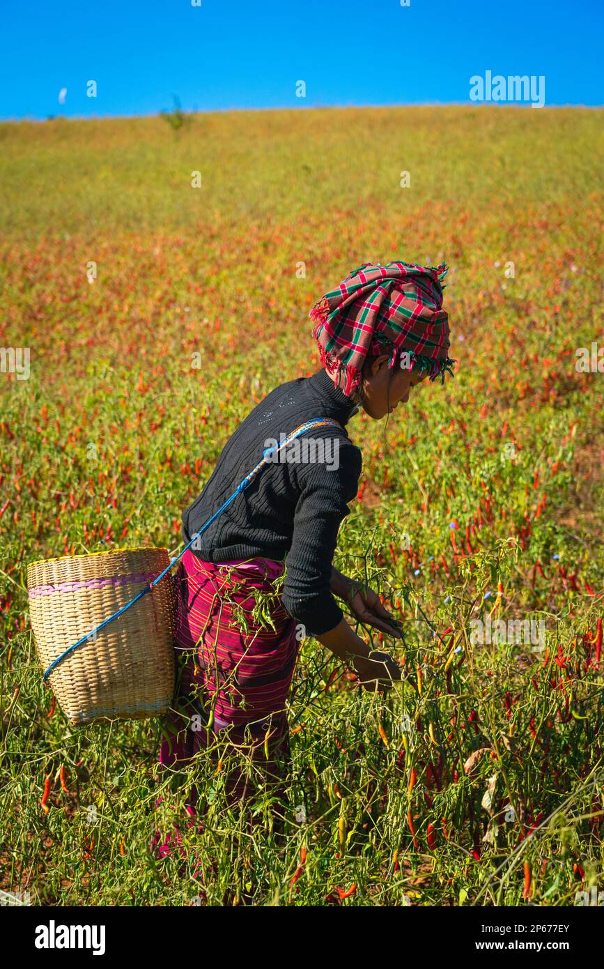 Birmanische Frau, die Chili-Paprika sammelt, in der Nähe von Kalaw, Shan State, Myanmar (Birma), Asien Stockfoto