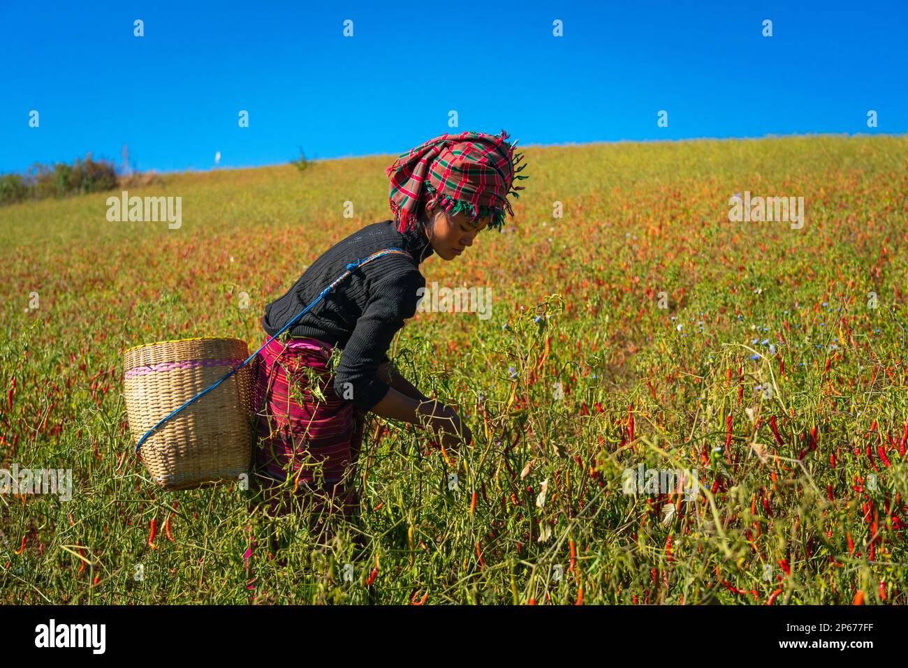 Birmanische Frau, die Chili-Paprika sammelt, in der Nähe von Kalaw, Shan State, Myanmar (Birma), Asien Stockfoto