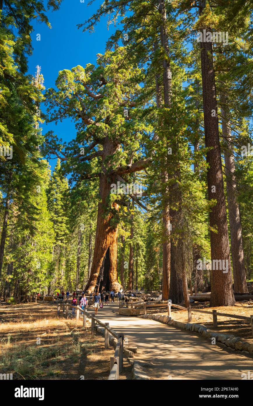 Berühmter riesiger Mammutbaum namens Grizzly Giant, Mariposa Grove, Yosemite-Nationalpark, UNESCO, Kalifornien, USA Stockfoto