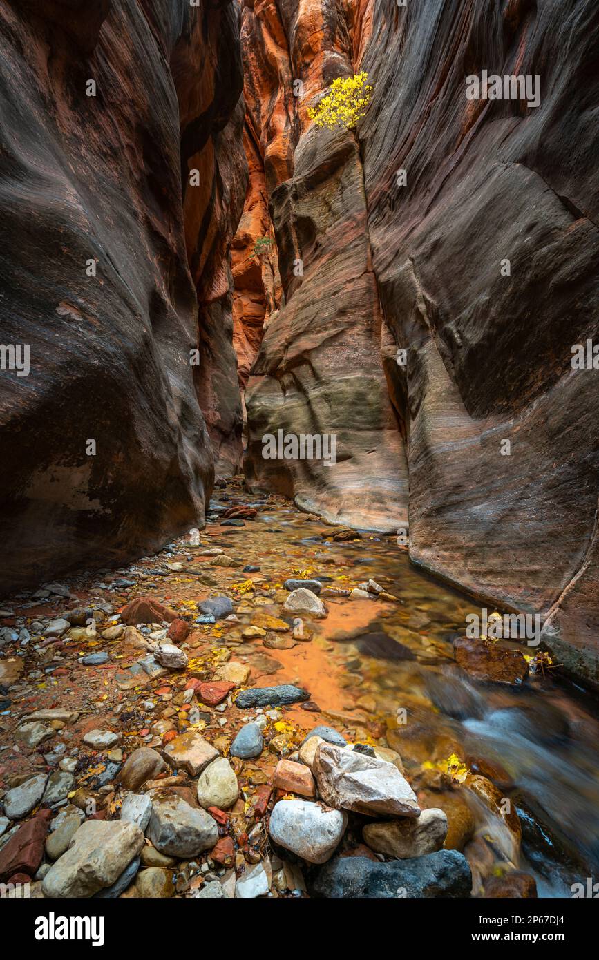 Kanarra Creek Wanderweg durch Slot Canyon, Kolob Canyons Abschnitt des Zion National Park, Utah, westliche USA, Vereinigte Staaten von Amerika Stockfoto