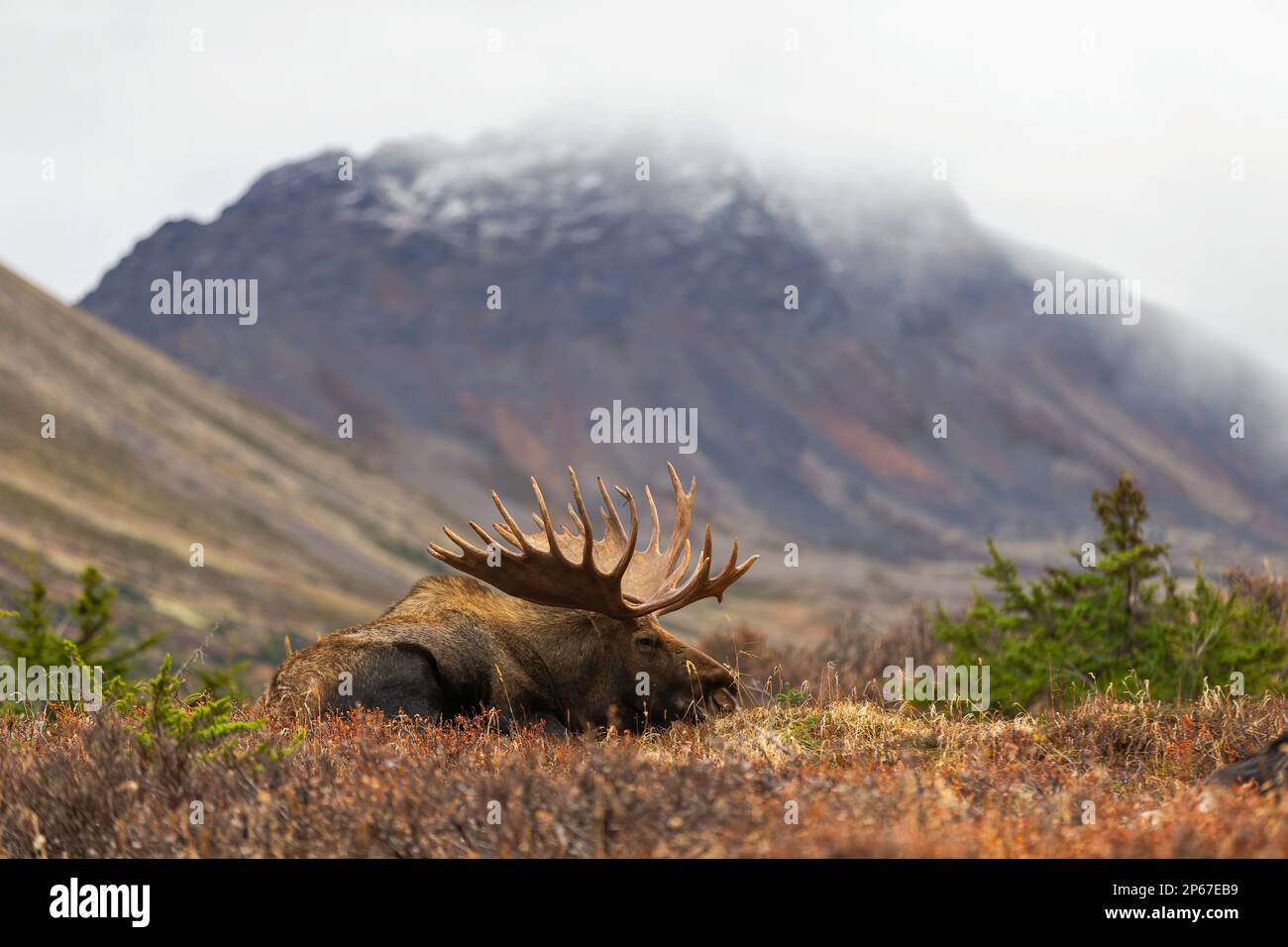 Ruhender Elch, Chugach State Park, Anchorage, Alaska, Vereinigte Staaten von Amerika, Nordamerika Stockfoto