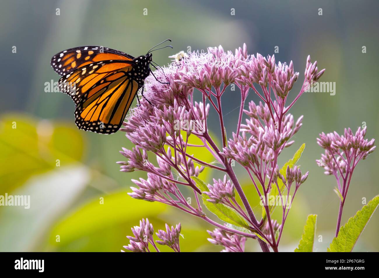 Monarch Butterfly auf Joe-Pye-Unkrautblume, Massachusetts, New England, Vereinigte Staaten von Amerika, Nordamerika Stockfoto