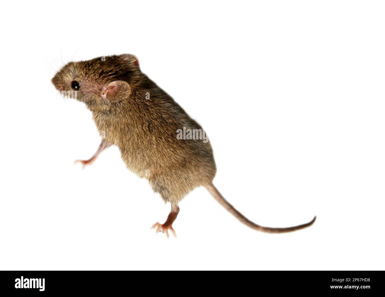 Schweizer (Haus-)Mäuse (Mus musculus) begleiten ständig den Menschen (Synanthropen) und Parasiten: Getreide in Lagerhäusern, Produkten essen. Es ist nicht möglich Stockfoto