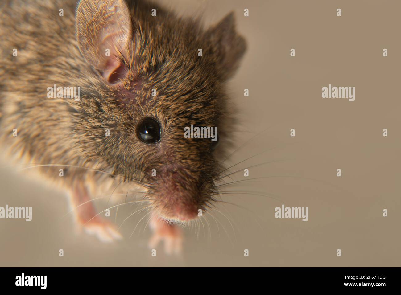 Schweizer (Haus-)Mäuse (Mus musculus) begleiten ständig den Menschen (Synanthropen) und Parasiten: Getreide in Lagerhäusern, Produkten essen. Es ist nicht möglich Stockfoto