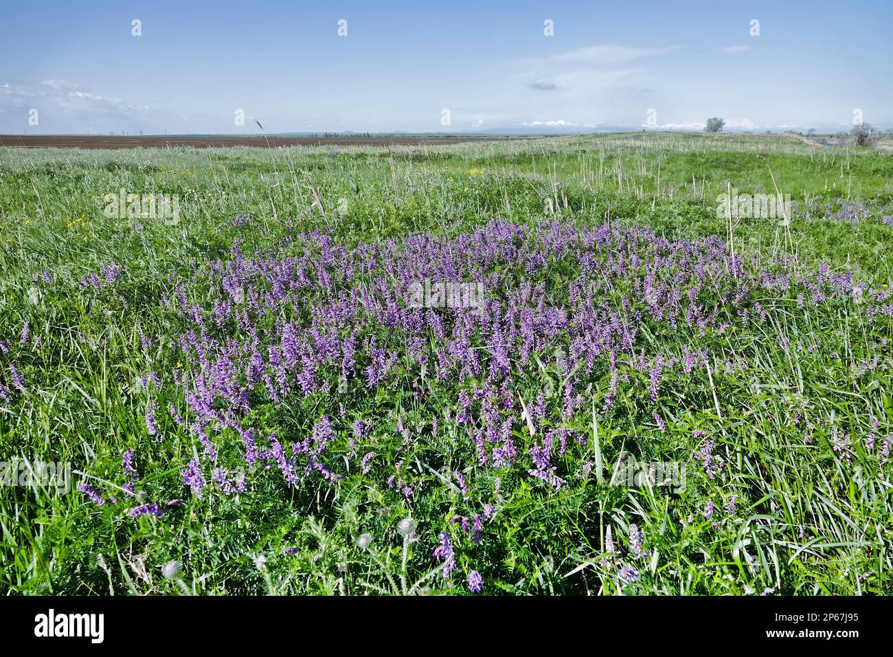 Xeropolum. Frühlingsprärie (Steppe) der nördlichen Schwarzmeerregion. Langzeit-Brachfläche mit vorherrschender lila Bramble-Wiege (Vicia tenui Stockfoto
