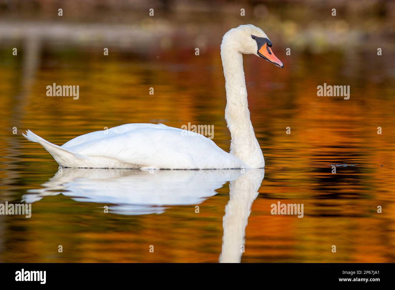 Mute Swan im Herbst, Massachusetts, New England, Vereinigte Staaten von Amerika, Nordamerika Stockfoto