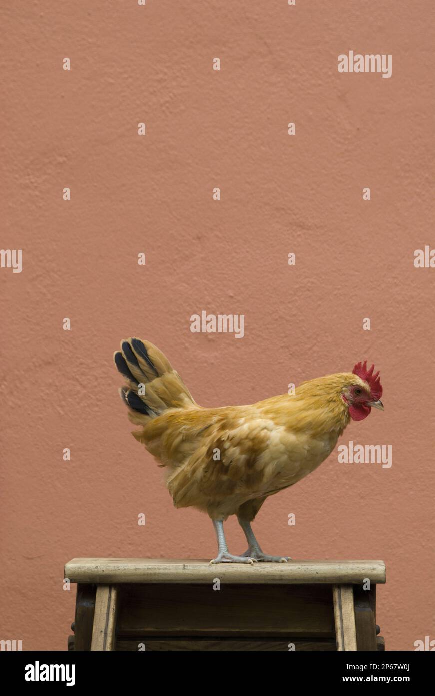 Orangefarbene Henne mit schwarzen Schwanzfedern, hoch oben an der Terrakotta-Wand, Hühnerrassen Stockfoto