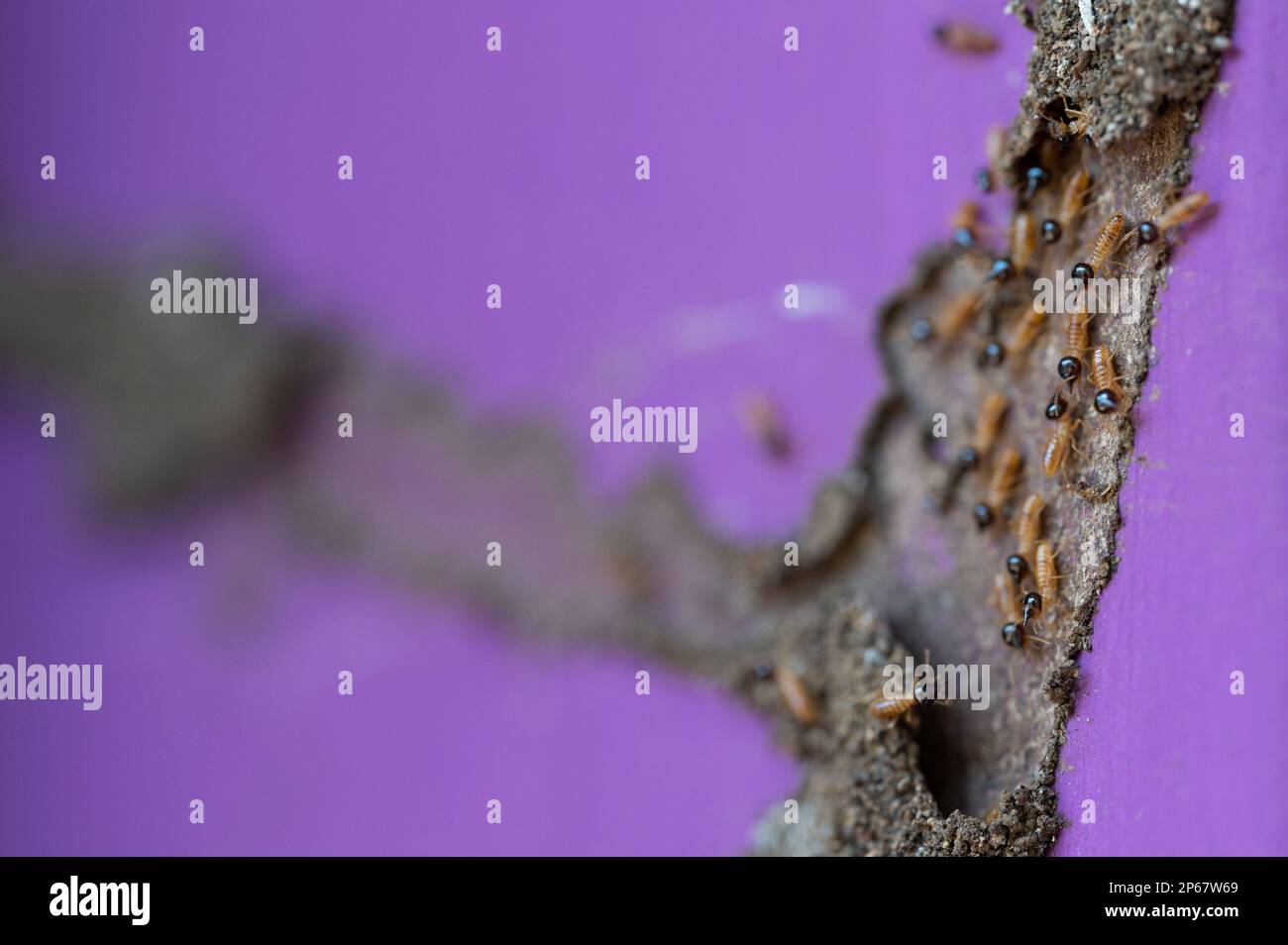 Schädlingsbefall-Termiten-Insekten-Thema. Makro-Nahaufnahme junger Termiten Stockfoto