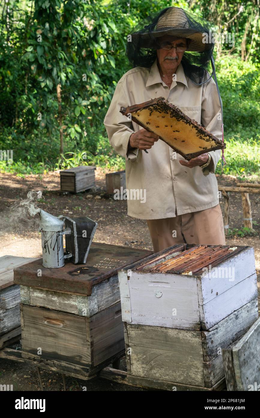 Honigerzeuger, der seine Produktion und Bienenstöcke inspiziert, Condado, bei Trinidad, Kuba, Westindien, Karibik, Mittelamerika Stockfoto