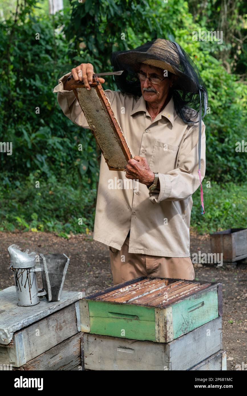 Honigerzeuger, der seine Produktion und Bienenstöcke inspiziert, Condado, bei Trinidad, Kuba, Westindien, Karibik, Mittelamerika Stockfoto